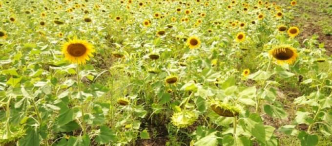 A flourishing sunflower garden