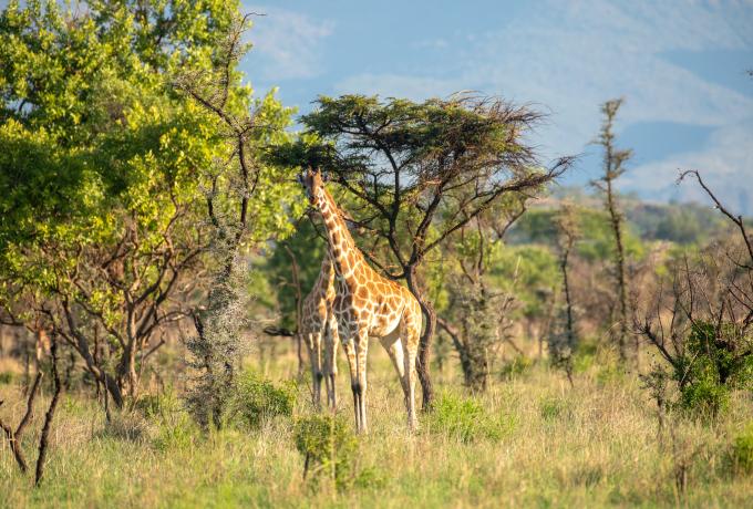 Giraffe in Pian Upe Wildlife Reserve 