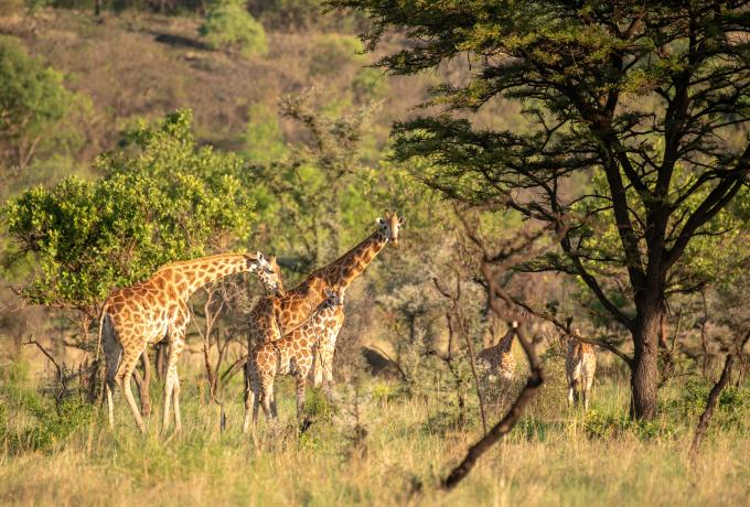 Giraffes in Pian Upe Wildlife Reserve 